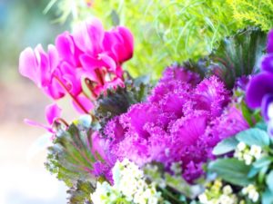 葉牡丹寄せ植え