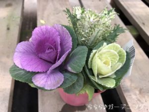 葉牡丹種類