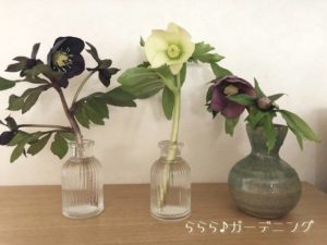 クリスマスローズ一輪挿し