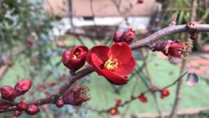 ボケの花