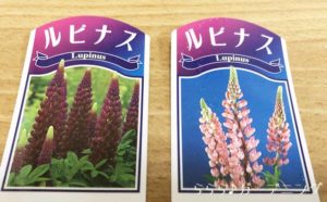 2019ルピナス