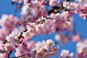 桜の花