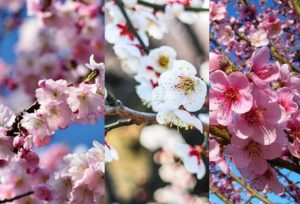 桜梅桃