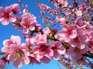 桃の花