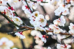 梅の花