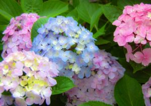 紫陽花