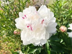 芍薬