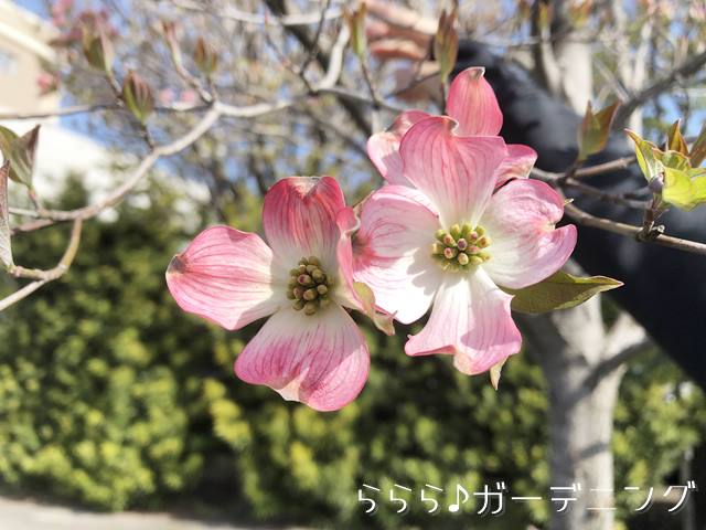 ハナミズキピンク花