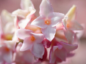 沈丁花の花