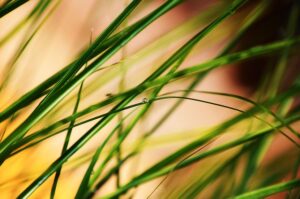 plants