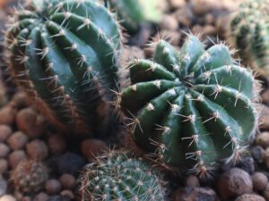cacti