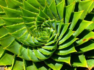 succulents
