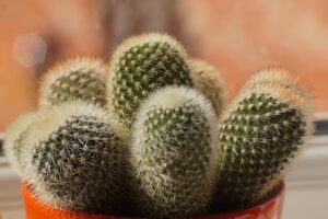 houseplants