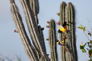 cacti