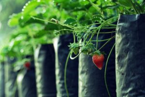 gardening