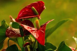houseplant