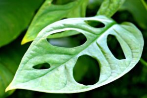 monstera