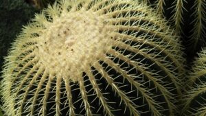 cacti
