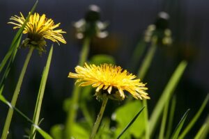 plants
