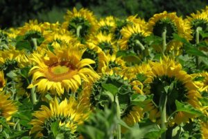 flowers