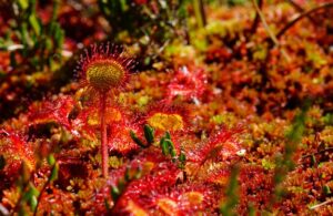 plants