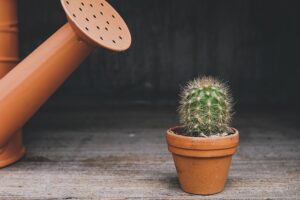 plants