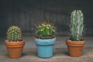 cacti