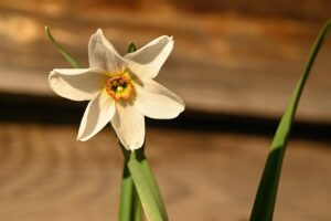 narcissus