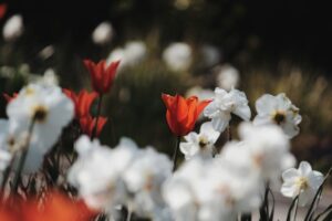 flowers