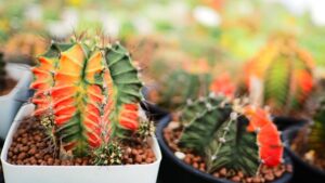 cacti