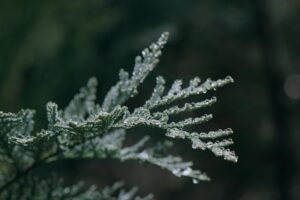 plants