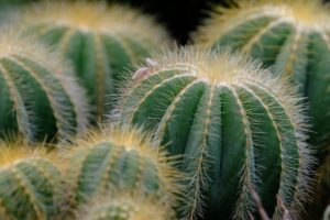 plants