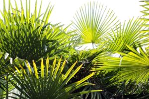houseplants