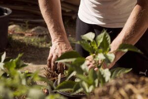 gardening