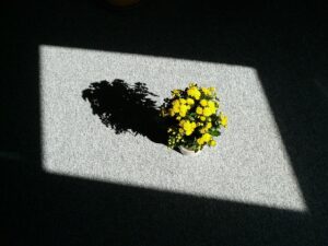 houseplants