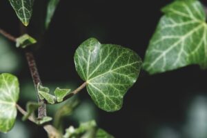 plants