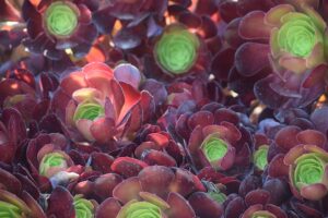 succulents