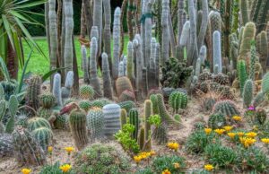 cacti