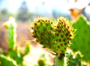 cacti