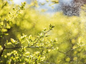 plants
