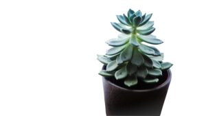 houseplants