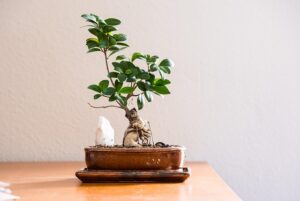 houseplant