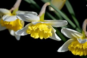 daffodil