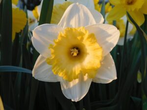 daffodil